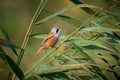 Closeup of a male Bearded reedling bird Royalty Free Stock Photo