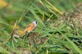 Closeup of a male Bearded reedling bird Royalty Free Stock Photo