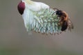 Closeup on a male bicolored mining bee, Andrena bicolor, sitting on a female Goat willow catkin flower Royalty Free Stock Photo