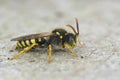 Closeup on a male of the black and yellow Gooden\'s Nomad bee, Nomada goodeniana