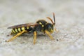 Closeup on a male of the black and yellow Gooden's Nomad bee, Nomada goodeniana