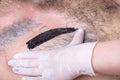 Closeup of male chest with hair and wax. Professional shugaring master in gloves makes depilation to a young man in the salon Royalty Free Stock Photo