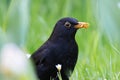 closeup of male common blackbird Royalty Free Stock Photo