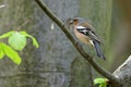 Closeup of male Common chaffinch Fringilla coelebs with insect catch perched on a tree branch Royalty Free Stock Photo