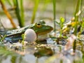 Closeup of male edible frog Royalty Free Stock Photo