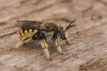 Closeup on a male European common carder bee, Anthidium manicatum sitting on wood