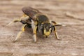 Closeup on a male European common carder bee, Anthidium manicatum sitting on wood