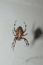 Closeup of a male European cross spider on a web. Araneus diadematus.