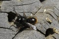 Closeup on a male European horned mason bee, Osmia cornuta at the entrance of a nest at the bee-hotel Royalty Free Stock Photo