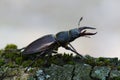 Closeup of a male of the European stag beetle, Lucanus servus, on a piece of wood against a white background