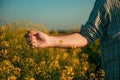 Closeup of male farmer hand examining oilseed rape crops in bloom Royalty Free Stock Photo