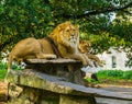 Closeup of a male and female lion together on a rock, lion couple, Wild cats from Africa, animal specie with a vulnerable status