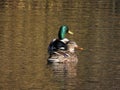 Closeup of male and female mallards, Anas platyrhynchos floating on the water's surface. Royalty Free Stock Photo