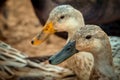 A closeup of a male and female Welsh Harlequin duck.