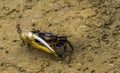 Closeup of a male fiddler crab with a large scissor, exotic crustacean specie