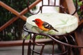 Closeup of a male flame-colored tanager. Piranga bidentata.