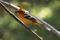 Closeup of male Flame-colored Tanager( Piranga bidentata) perching on a branch Royalty Free Stock Photo