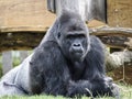 Closeup of gorilla lying on grass