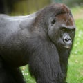Gorilla silverback closeup, gorilla portrait. Huge male Gorilla facing the camera.