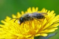 Closeup of a male gray-backed mining bee covered with pollen from a dandelion