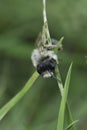 Closeup on a male Grey-backed mining bee, Andrena vaga hanging in the grass