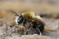 Closeup of a male of the hairy-footed flower bee , Anthophora plumipes Royalty Free Stock Photo
