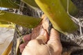 Man cutting Mojave yucca leaf with stone
