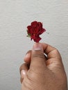 Male hand holding or giving a red rose on white background Royalty Free Stock Photo