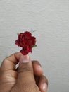 Male hand holding or giving a red rose on white background Royalty Free Stock Photo