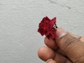 Male hand holding or giving a red rose on white background Royalty Free Stock Photo