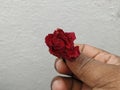 Male hand holding or giving a red rose on white background Royalty Free Stock Photo