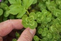 Closeup of a male hand holding a lucky four-leaf clover on a green grass background Royalty Free Stock Photo