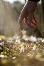 Closeup of male hand reaching down to touch a delicate first spring snowdrop flower Royalty Free Stock Photo