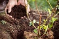 Closeup, male hands holding soil or mulch, blackberry plant beside Royalty Free Stock Photo