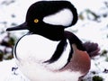 Closeup of a male hooded merganser Royalty Free Stock Photo