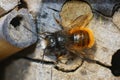 Closeup of the male of the horned orchard mason bee, Osmia cornuta on the bee-hotel