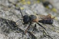 Closeup on a male of hte invasive Giant Asian leafcutter bee, Megachile sculpturalis in Southern France