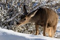 Closeup of male Kaibab deer mule deer with antlers feeding in winter. Plants and snow in background. Royalty Free Stock Photo