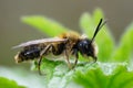 Closeup on a male Large sallow mining bee, Andrena apicata sitting on a green leaf Royalty Free Stock Photo