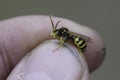 Closeup on a male Lathbury's mining bee, Nomada lathburiana between the fingers of an entomologist
