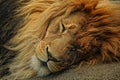 Closeup of Male Lion Royalty Free Stock Photo