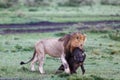 Closeup of a Male lion dragging a wart-hog kill in the Masai Mara, Kenya Royalty Free Stock Photo