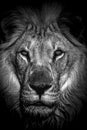 Closeup of male lion head in black and white Royalty Free Stock Photo