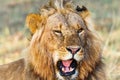 Closeup of a male lion that roars Royalty Free Stock Photo