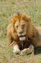 Closeup of a male Lion Royalty Free Stock Photo