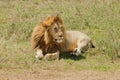 Closeup of a male Lion Royalty Free Stock Photo