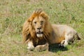 Closeup of a male Lion Royalty Free Stock Photo