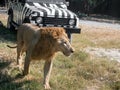 Close up Male Lion Walking on The Field Royalty Free Stock Photo