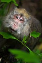 Closeup of a male macaque