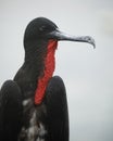 Closeup of a Male Magnificent Frigatebird - Galapagos Islands Royalty Free Stock Photo